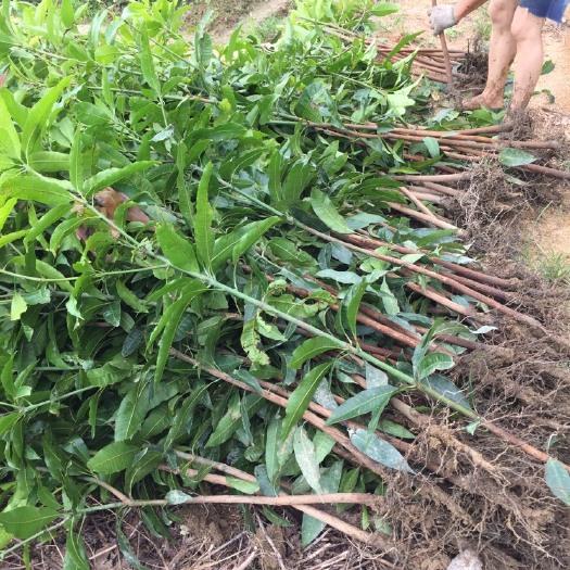 灵山县芒果直生苗（实生苗） 