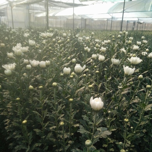 广州白菊花苗  广州大棚菊花