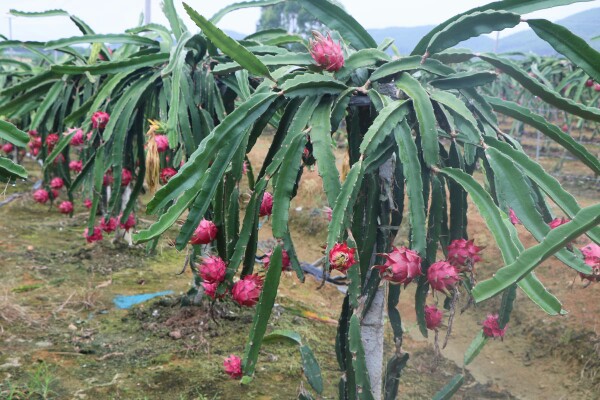 红心火龙果苗 当年挂花柱黄白色，浆果红色，长球形，果脐