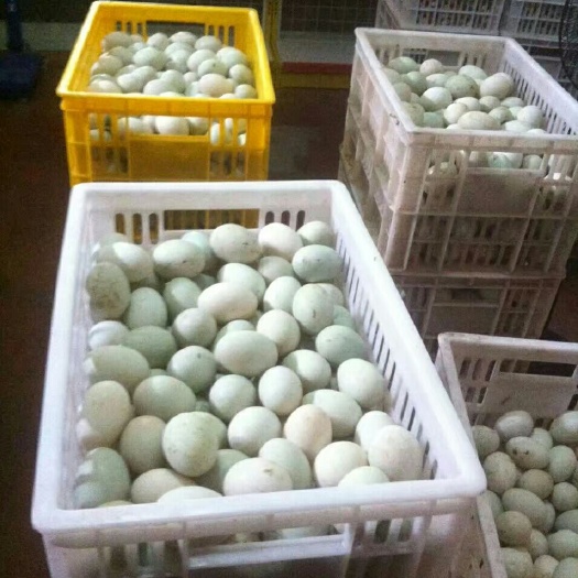 南安市青皮鸭蛋 食用 箱装