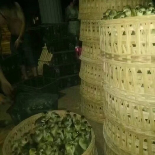 廉江市狮头鹅苗 