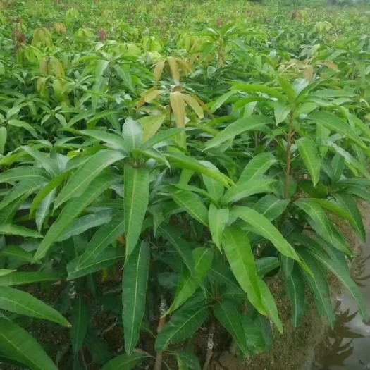 灵山县金煌芒果苗 