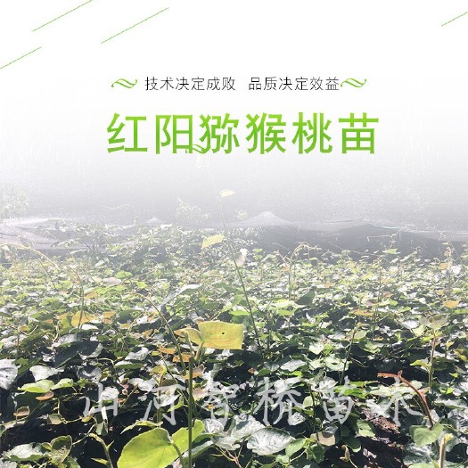 苍溪县红心猕猴桃苗 嫁接苗