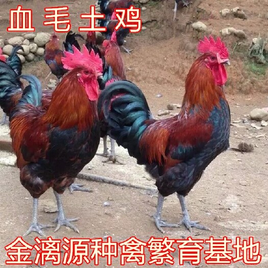 南宁血毛土鸡苗