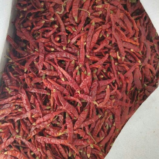 印度干辣椒 印度魔鬼椒，特辣，是出了名的辣椒王。50斤起批