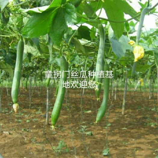 舒城县青皮香丝瓜 30cm以上