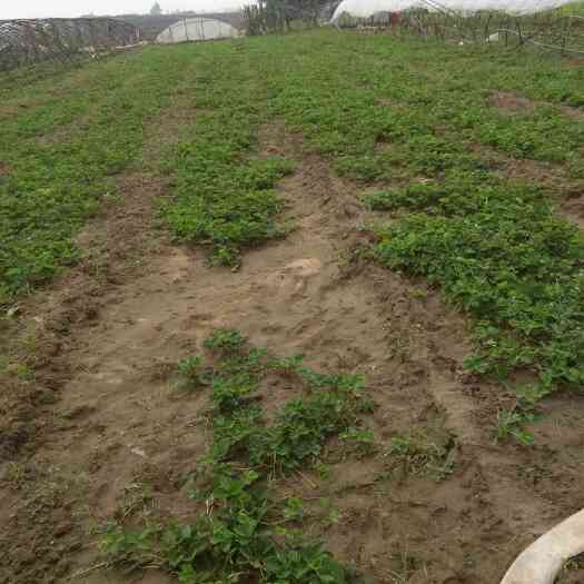 中牟县甜查理草莓苗 地栽苗 10~20公分