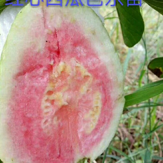 灵山县红心芭乐番石榴苗