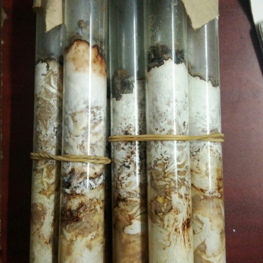 天麻蜜环菌种  蜜环菌试管菌种，品种6号，8号，9号，质量好