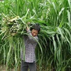 蘇丹草種子 批發(fā)牧草種子雞鴨鵝豬牛羊兔子青飼料養(yǎng)殖用