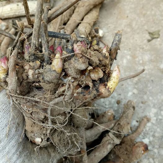 亳州白芍种苗