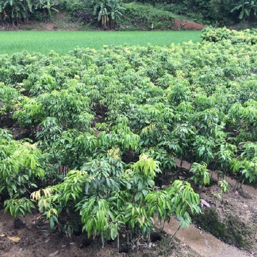 灵山县妃子笑荔枝苗 
