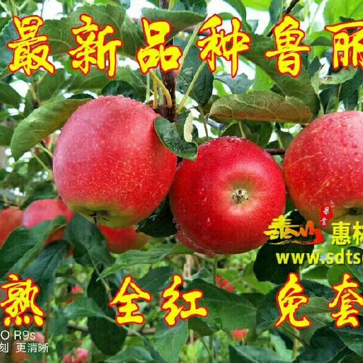 泰安鲁丽苹果苗 苹果苗