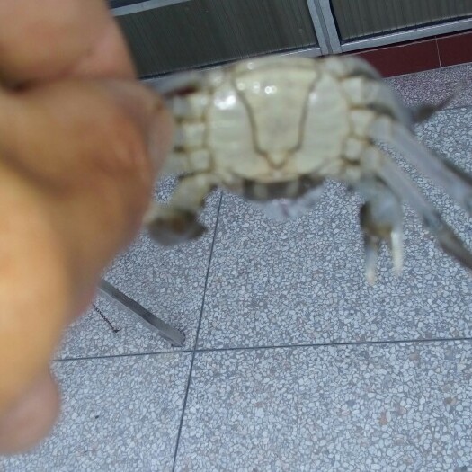 宣城大闸蟹苗  中华绒敖蟹苗   河道苗