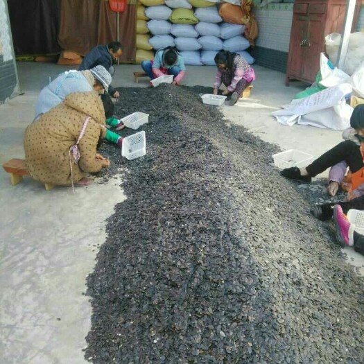 南华县黑金刚 散装