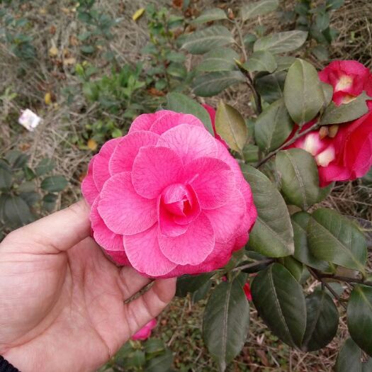 雅安山茶花 80~100cm 