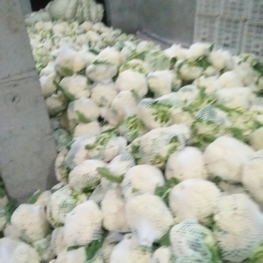 沛县有机花菜 适中 2~3斤
