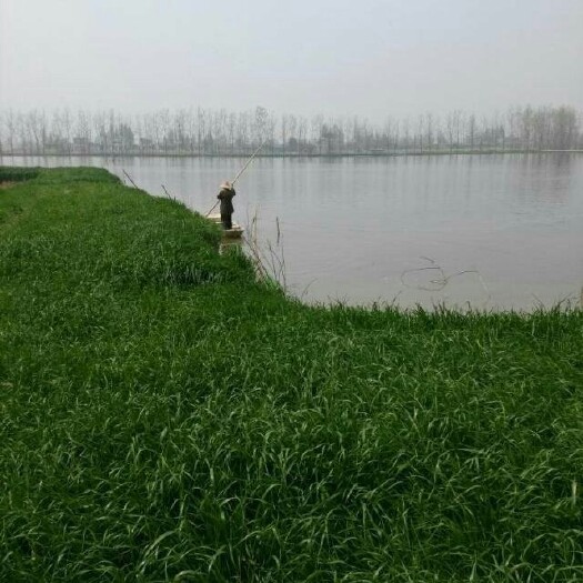 汉寿县黑麦草种子  美国种，粒粒饱满，发芽率高，产草量高