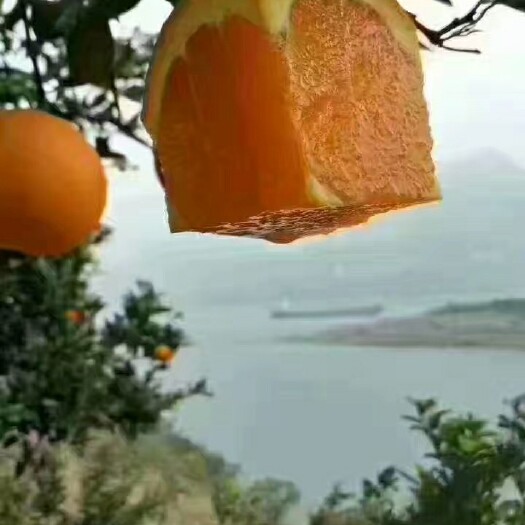 秭归县脐橙  纽合尔产地直销，果园看园采货，