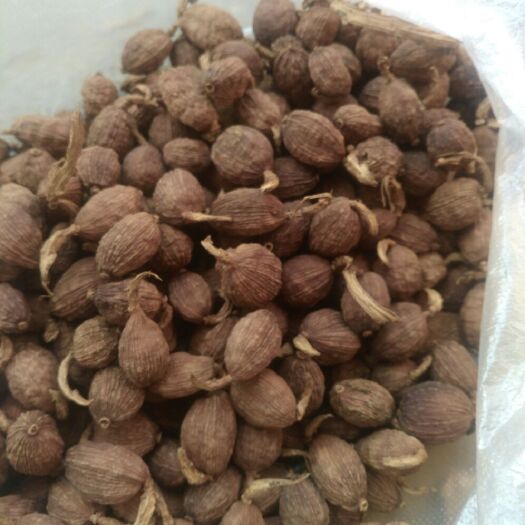 马关县草果  天然