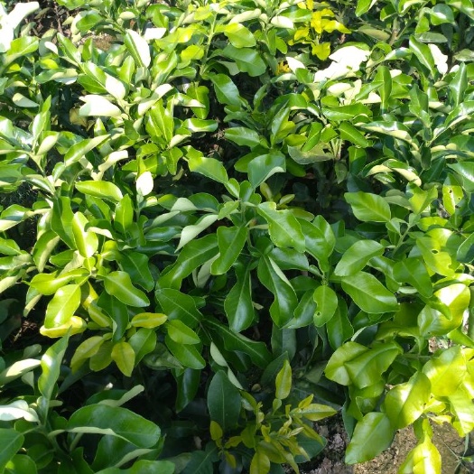 荔浦市三红蜜柚苗 