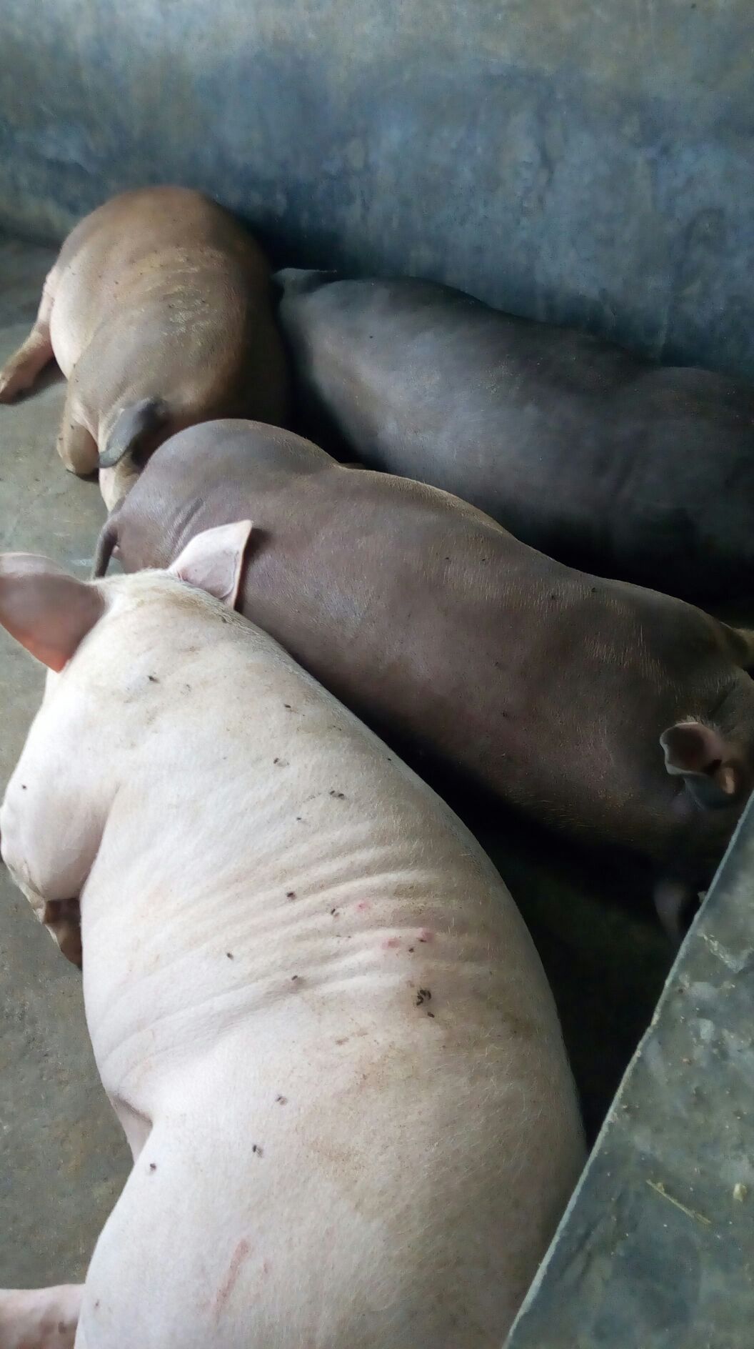 博白县杂交猪 200-300斤 公母混合