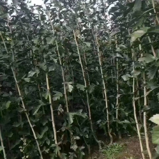 大金星山楂树苗 