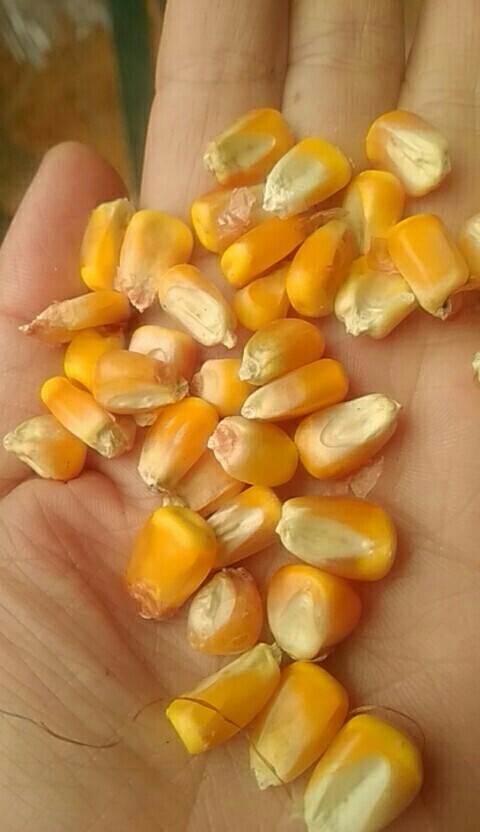 洋县干玉米 玉米粒 ≥720g/L 水份14%-16% 7-8个粮