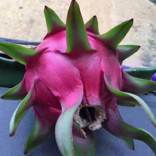 博白县桂红龙一号火龙果苗  红心火龙果苗