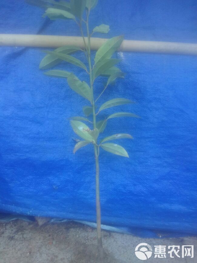 桂皮树 2---3年的桂皮苗预售中。种植农历11--12月