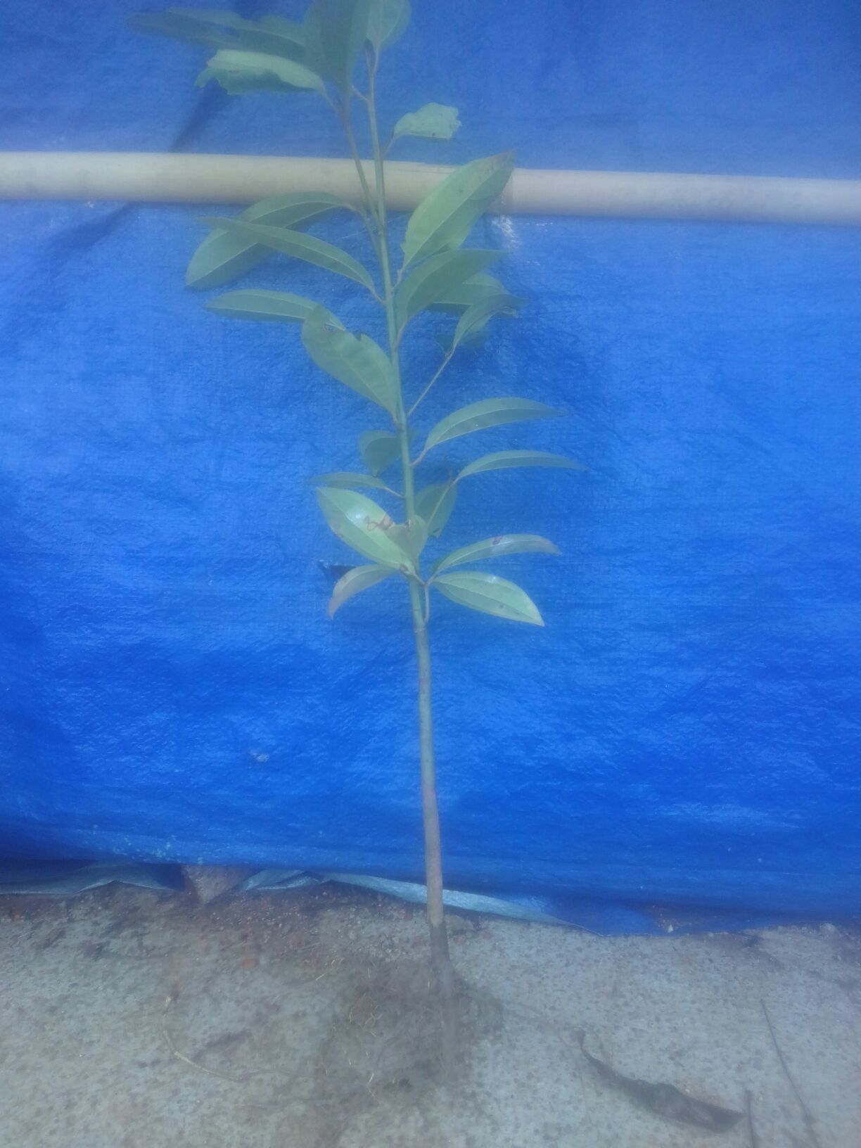 防城港桂皮树 2---3年的桂皮苗预售中。种植农历11--12月