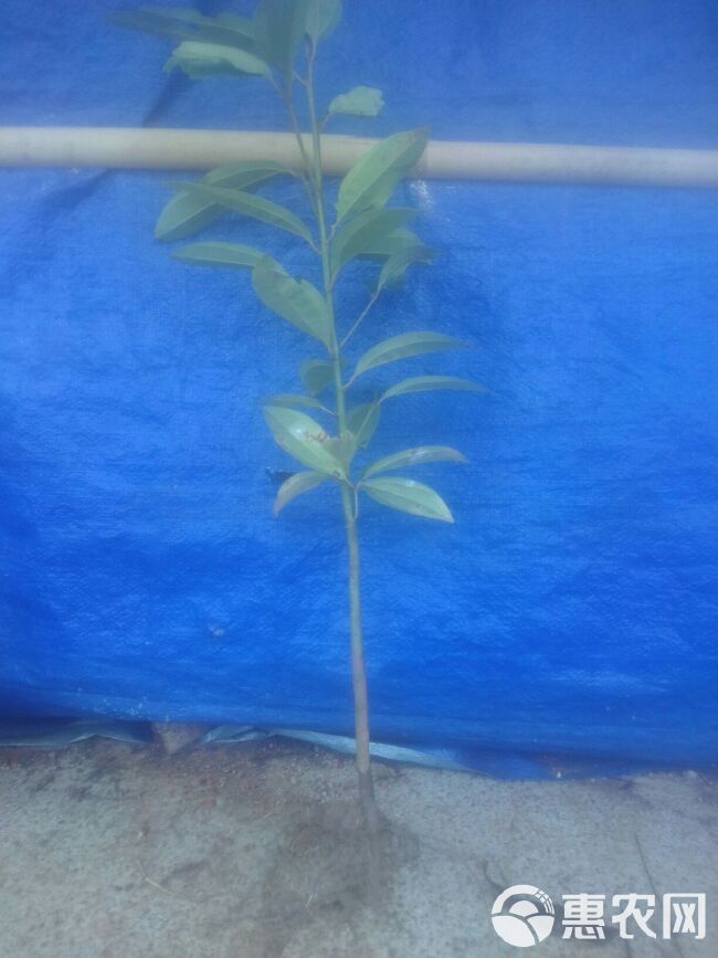 桂皮树 2---3年的桂皮苗预售中。种植农历11--12月