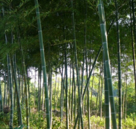 隆回县楠竹