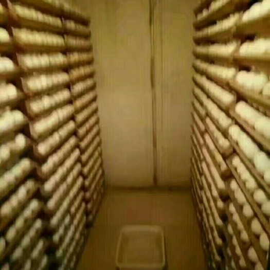 肥西县皖杂鹅苗 