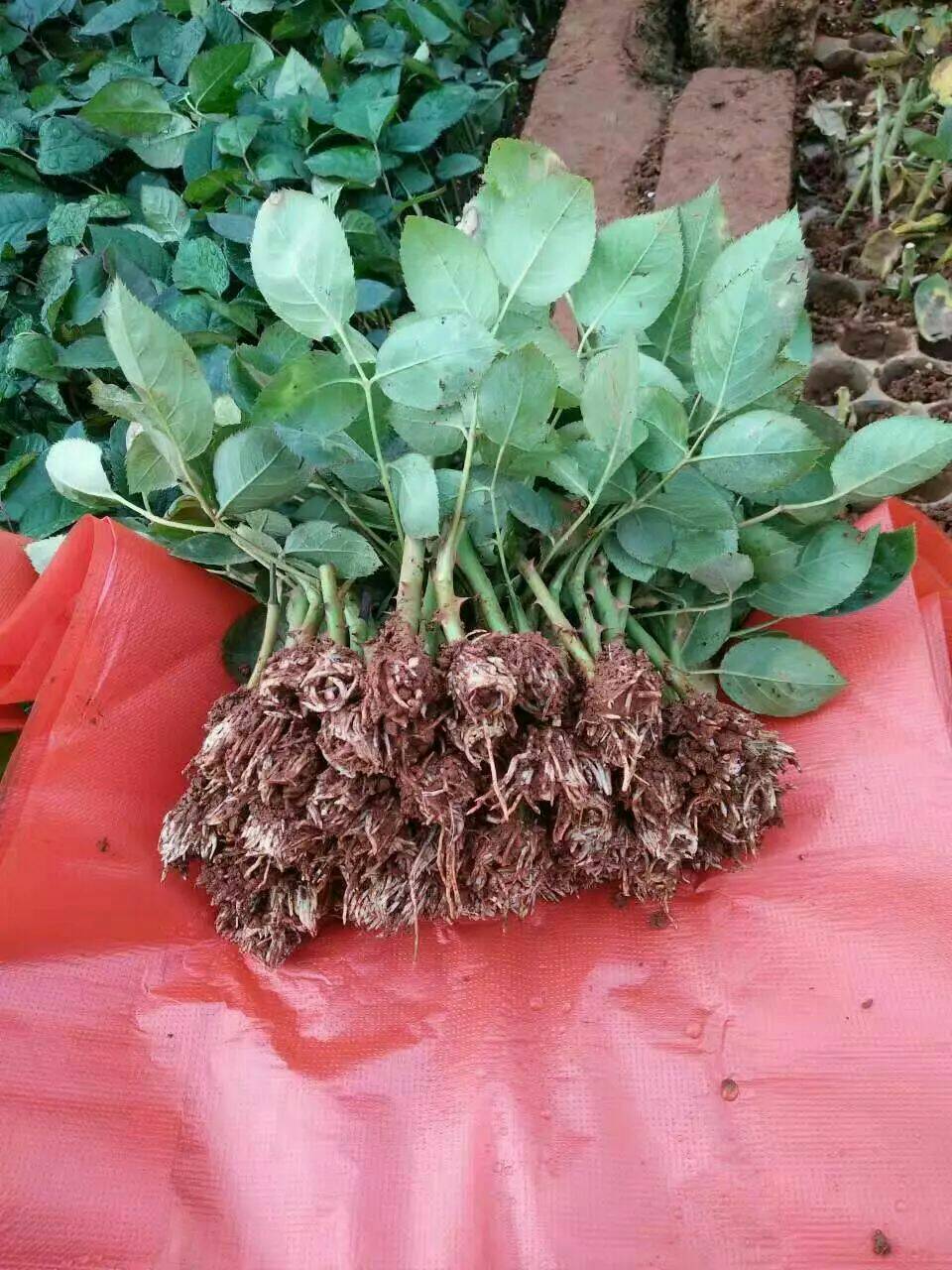 昆明卡罗拉  玫瑰苗 适用于盆栽种植，园林绿化工程基地批发