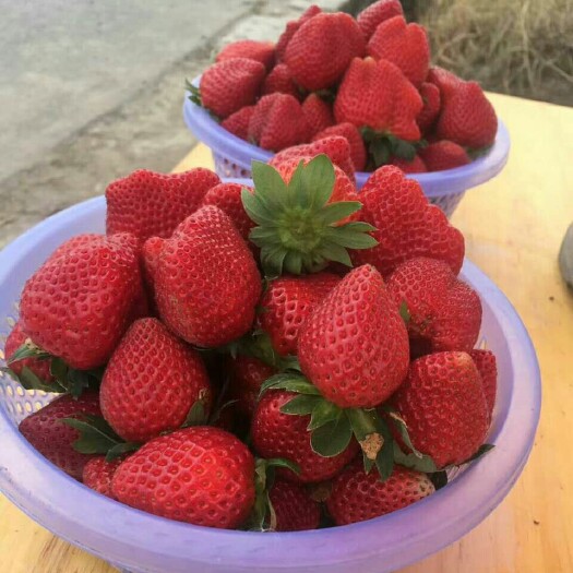 德昌县红颜草莓  巧克力味草莓 20克以上
