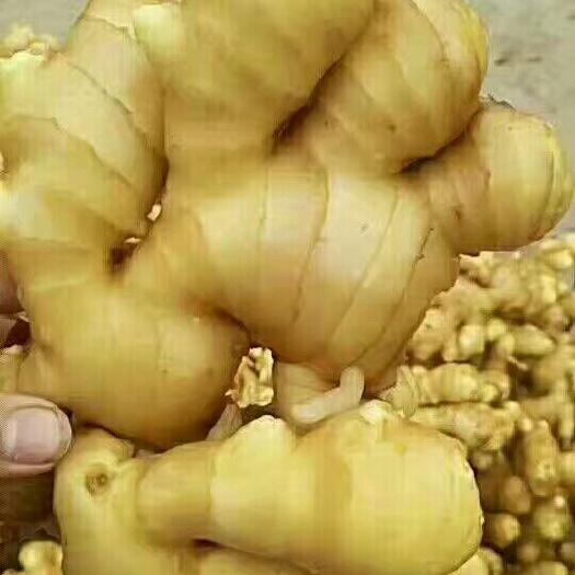沂水县姜种  山东优质生姜