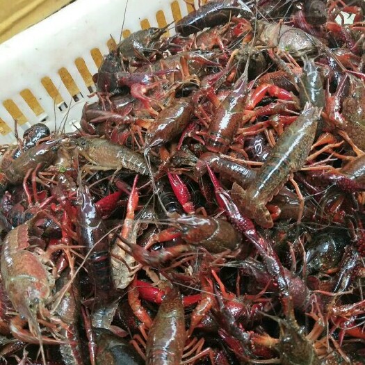 沭阳县江苏金湖龙虾 4-6钱 人工养殖