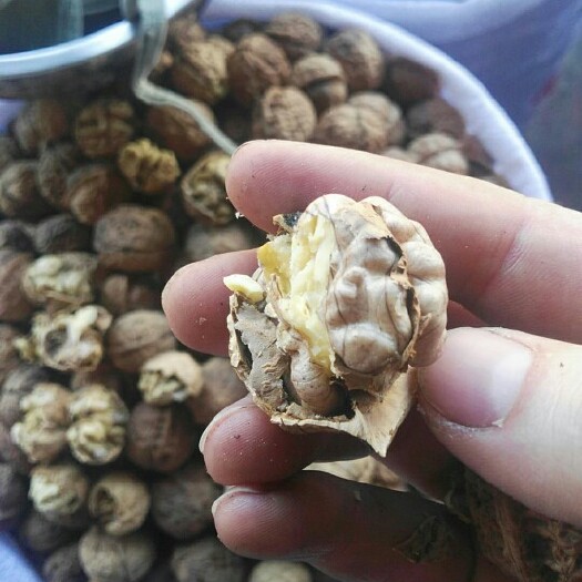 昆明泡核桃  2023云南核桃四方果，口感香甜，没有苦涩，
