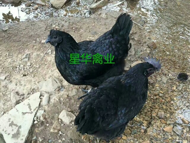衡南县五黑一绿鸡苗 