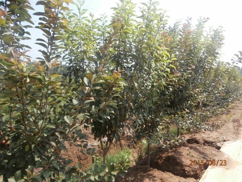 泰安鲁丽苹果苗 1~1.5米