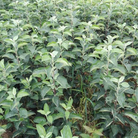 平邑县柱状苹果苗 1~1.5米 