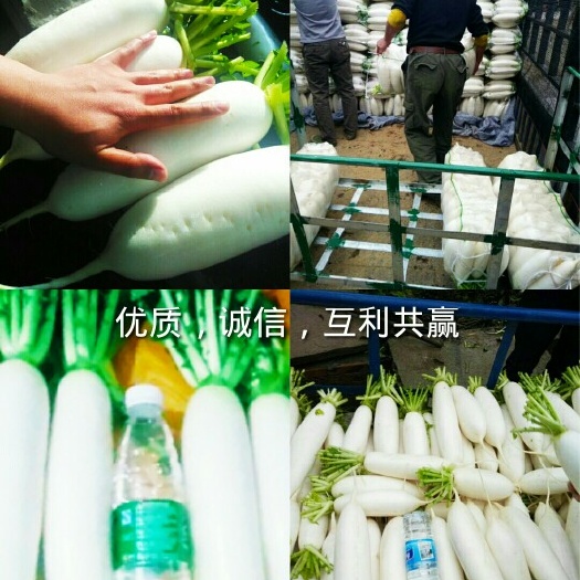 白萝卜 1.5~2斤
