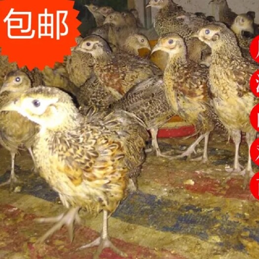 邻水县山鸡苗 七彩脱温脱温活体高成活人工农家养殖绿色生态放养