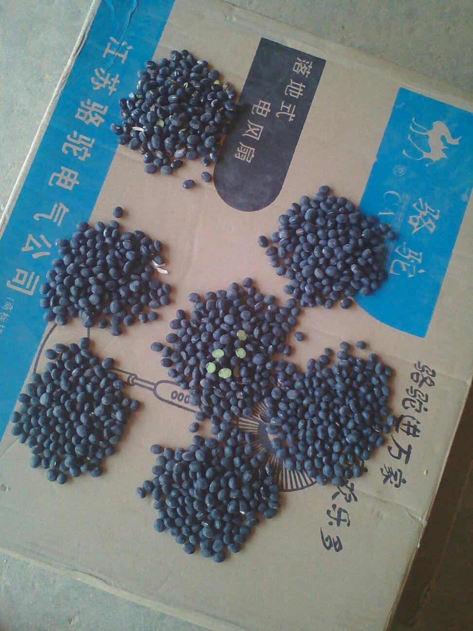 凤阳县青仁黑豆