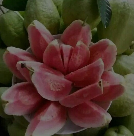 灵山县红心芭乐番石榴苗 嫁接苗当年挂果四季的番石榴本身富含丰富的营