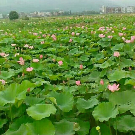 莲藕粉农家院自产藕粉无硫莲子藕粉