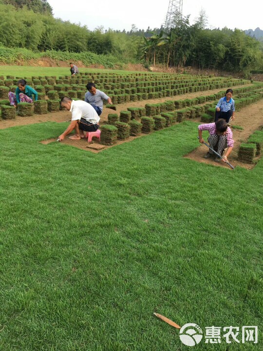 马尼拉草皮