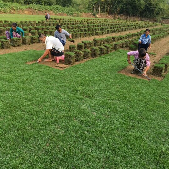 马尼拉草皮