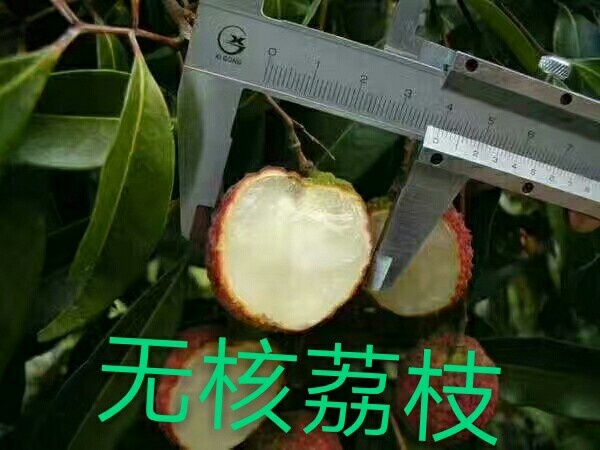 贵港无核荔枝苗  供应，